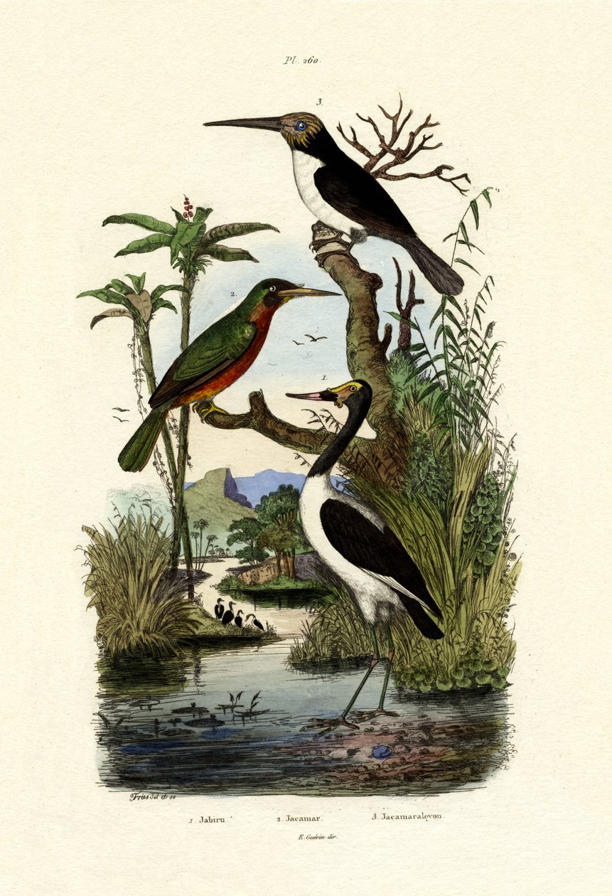 जाबिरू, 1833-39 द्वारा फ्रेंच स्कूल