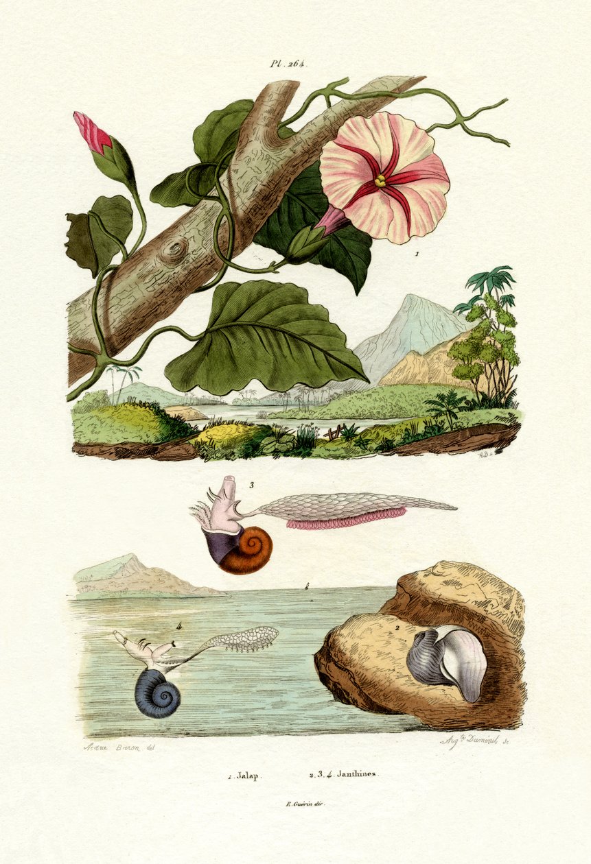 जालप, 1833-39 द्वारा फ्रेंच स्कूल