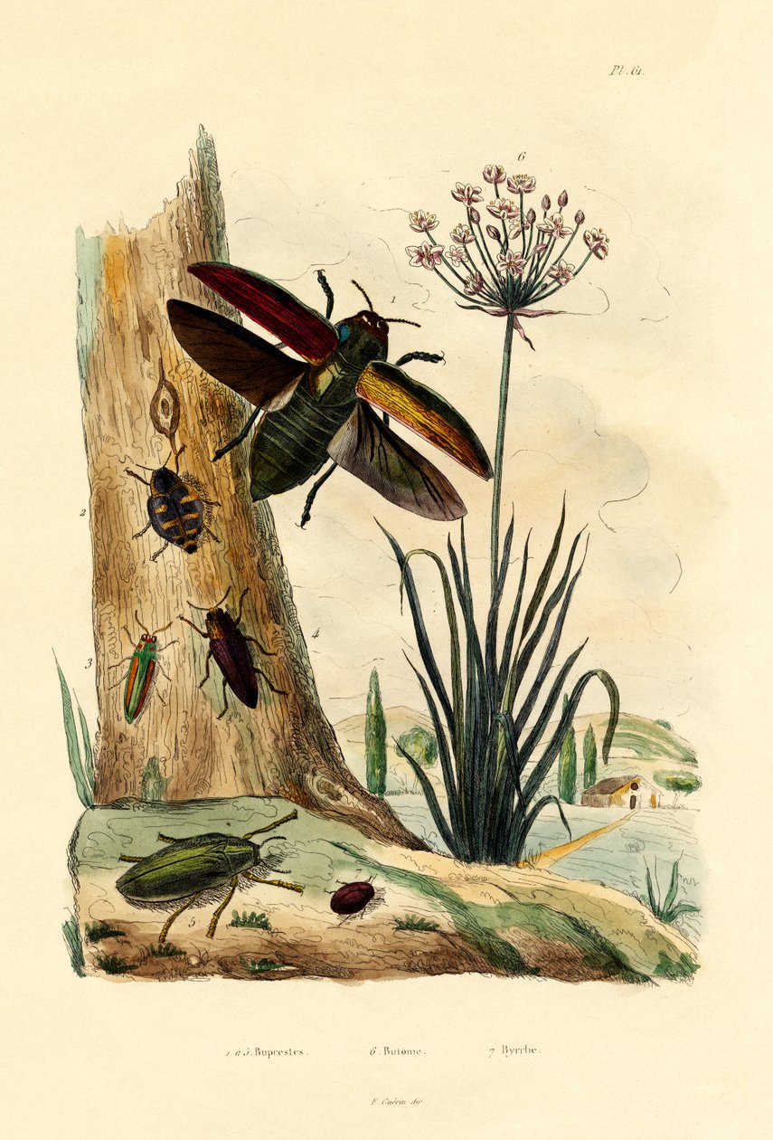 ज्वेल बीटल, 1833-39 द्वारा फ्रेंच स्कूल