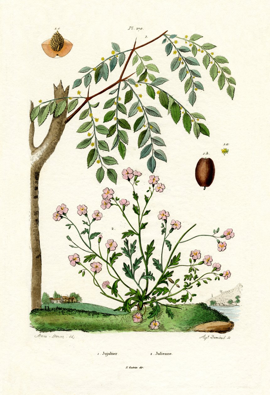 जुज्यूब, 1833-39 द्वारा फ्रेंच स्कूल