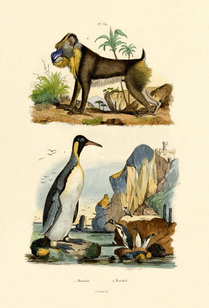 किंग पेंग्विन, 1833-39 द्वारा फ्रेंच स्कूल