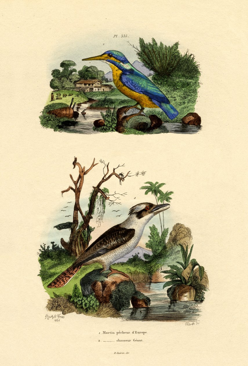 किंगफिशर, 1833-39 द्वारा फ्रेंच स्कूल