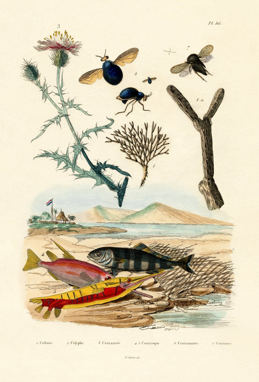 कनपवीड, 1833-39 द्वारा फ्रेंच स्कूल