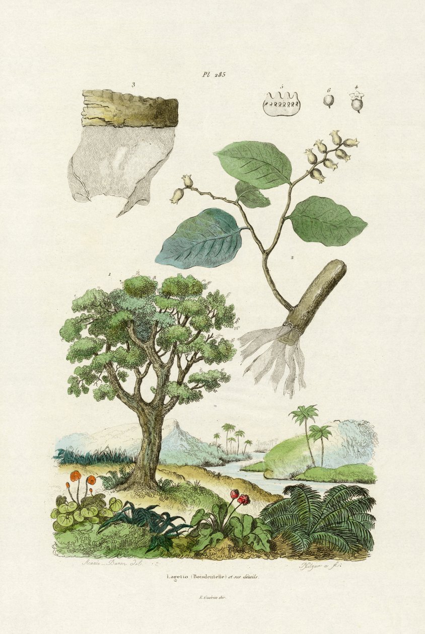 लेस्बार्क ट्री, 1833-39 द्वारा फ्रेंच स्कूल