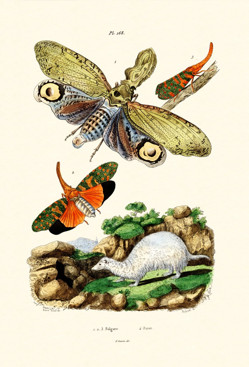लैंटर्नफ़िल, 1833-39 द्वारा फ्रेंच स्कूल