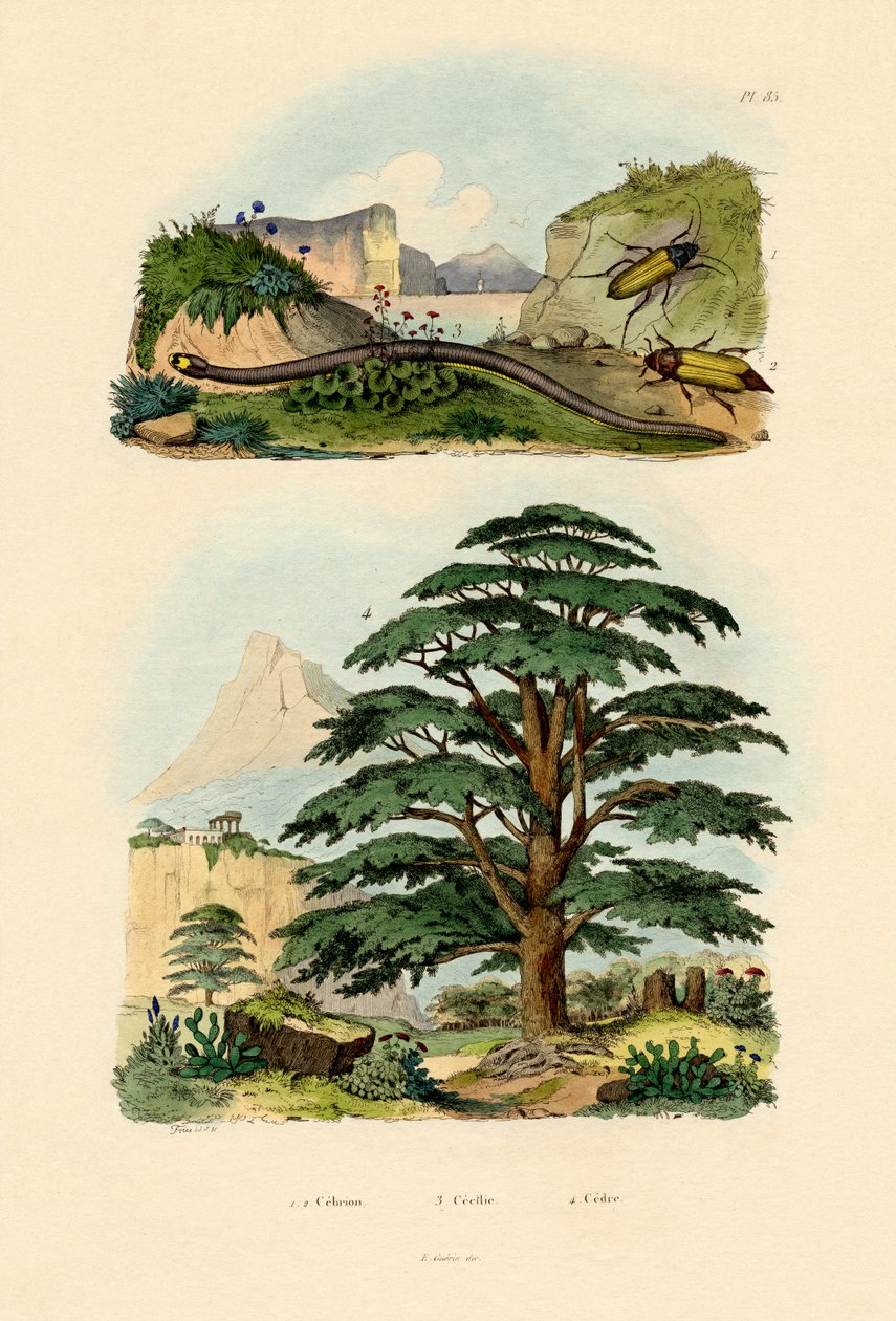 लेबनान सेडार, 1833-39 द्वारा फ्रेंच स्कूल