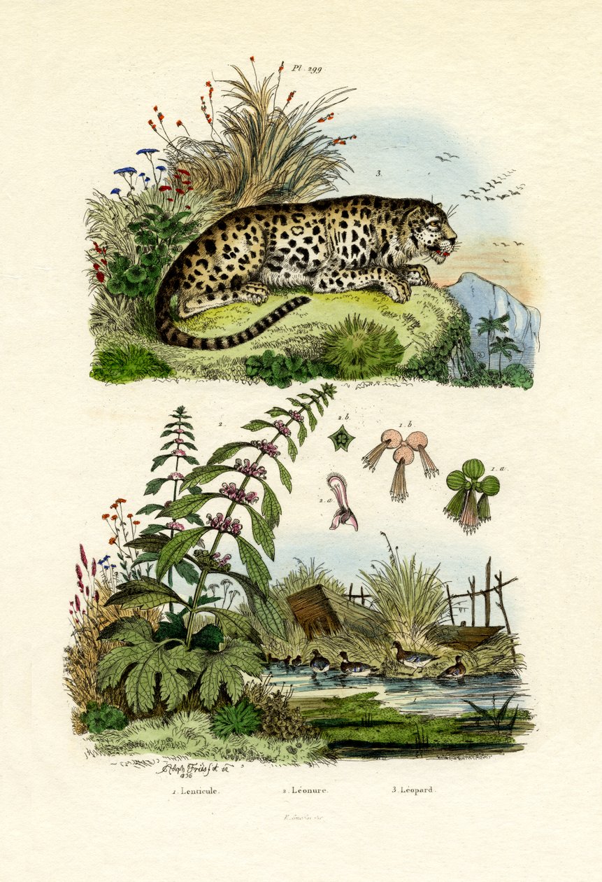लेसर डकवीड, 1833-39 द्वारा फ्रेंच स्कूल