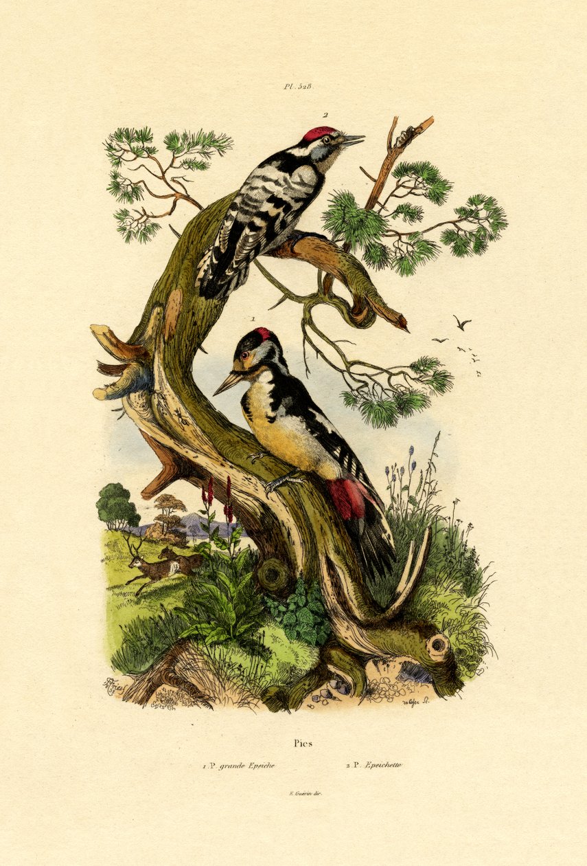 लेसर स्पोटेड वुडपेकर, 1833-39 द्वारा फ्रेंच स्कूल