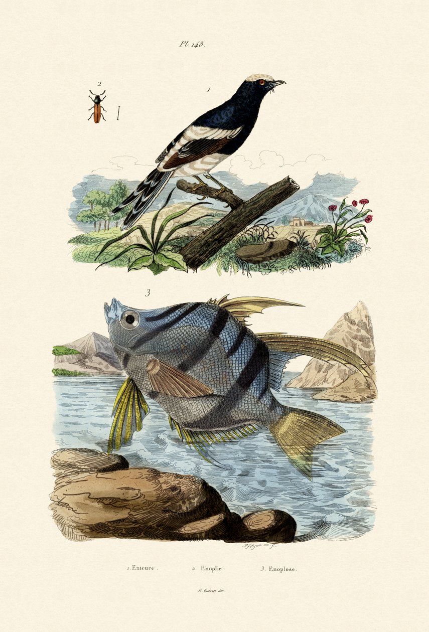 लिटिल फोर्कटेल, 1833-39 द्वारा फ्रेंच स्कूल