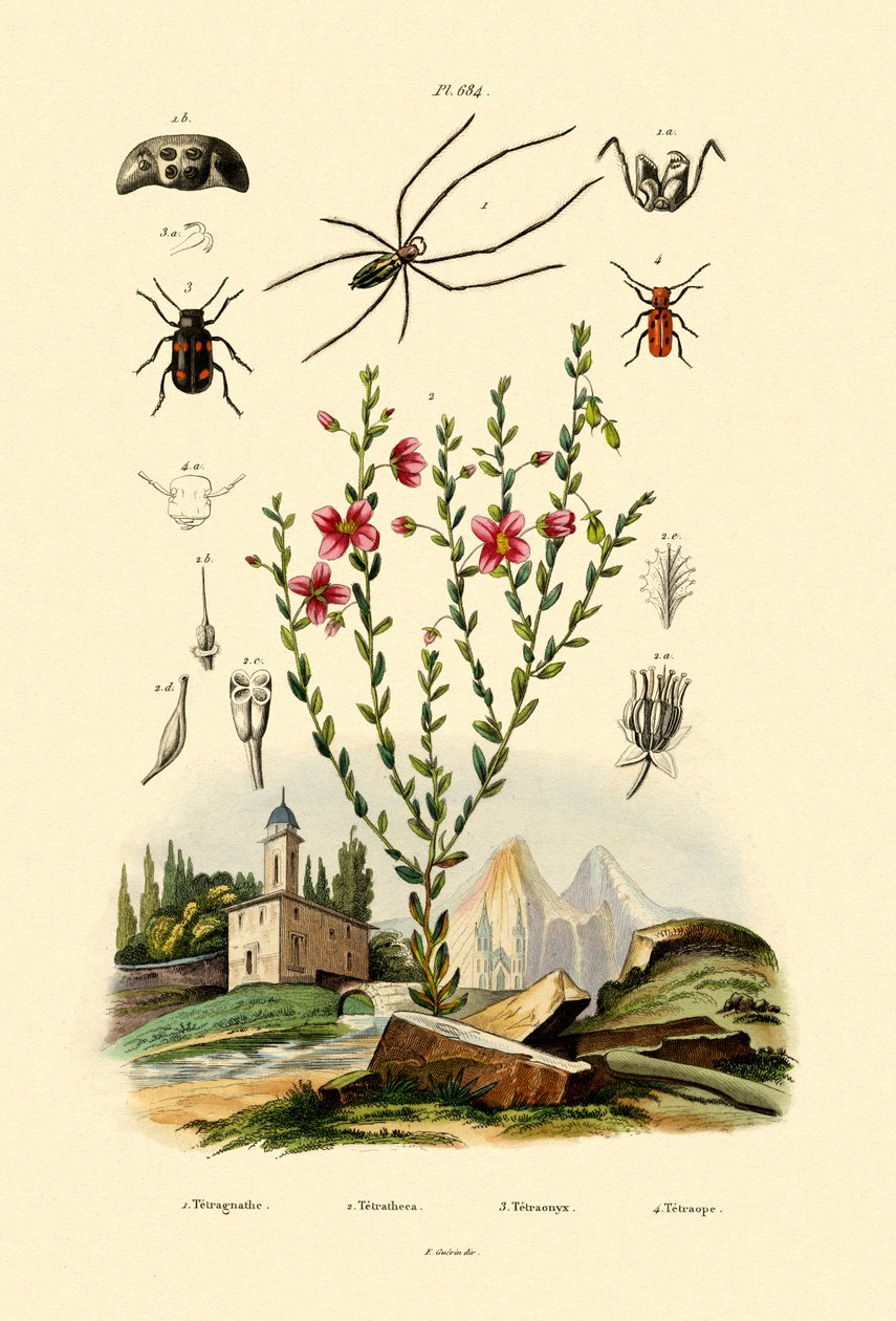 लॉन्ग-जबड़े स्पाइडर, 1833-39 द्वारा फ्रेंच स्कूल