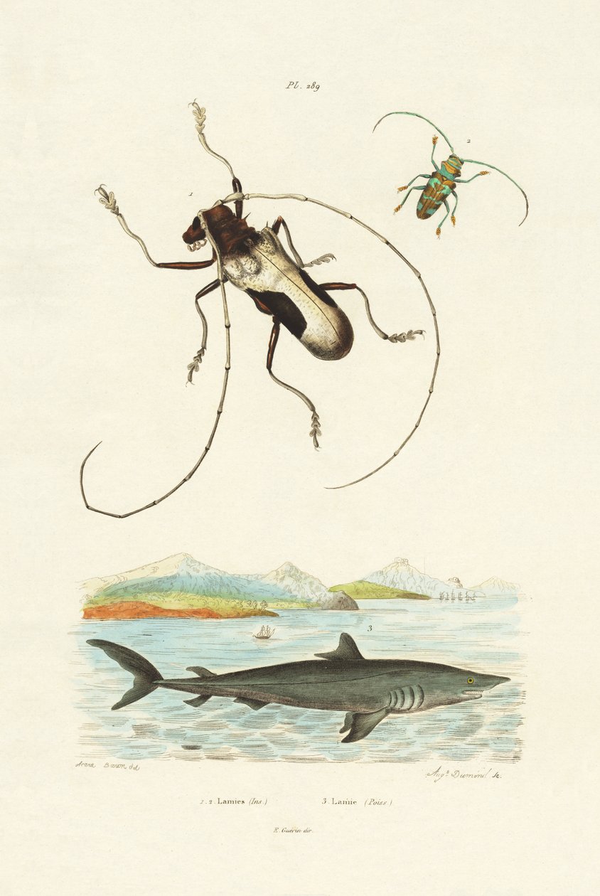 लोंगहॉर्न बीटल, 1833-39 द्वारा फ्रेंच स्कूल