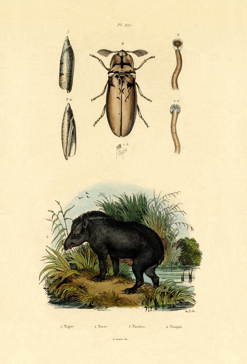 तराईन तपीर, 1833-39 द्वारा फ्रेंच स्कूल