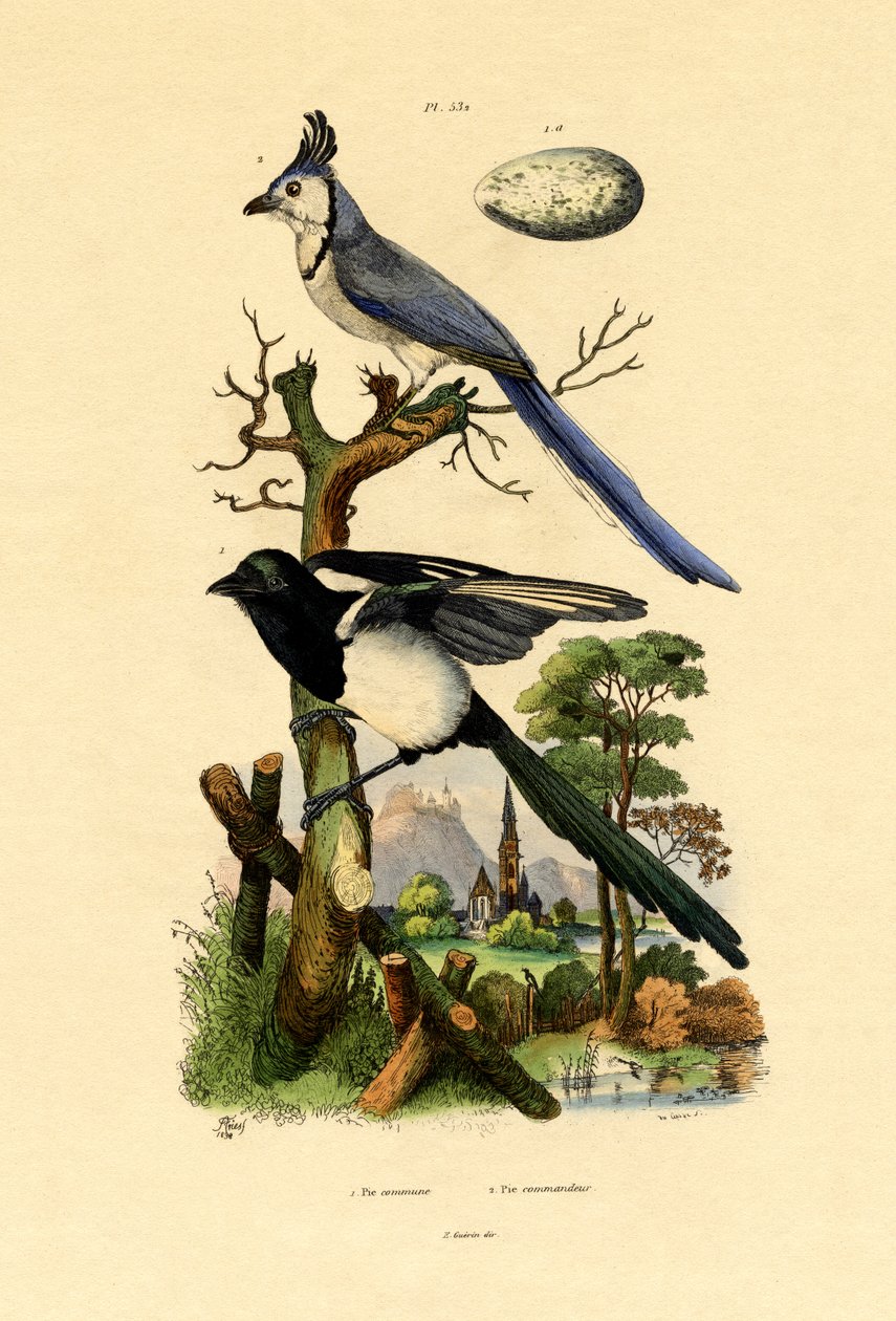 मैगपाई जे, 1833-39 द्वारा फ्रेंच स्कूल