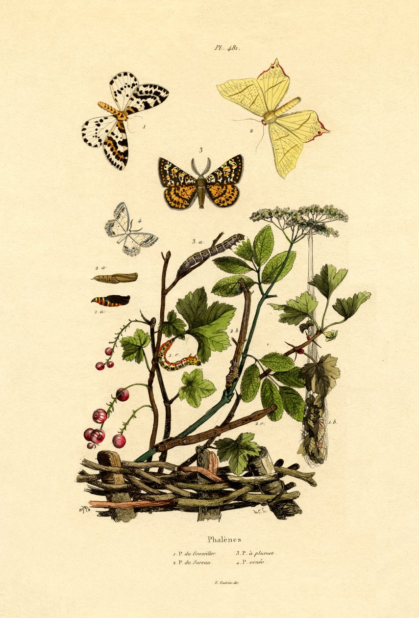 मैगपाई मोथ, 1833-39 द्वारा फ्रेंच स्कूल