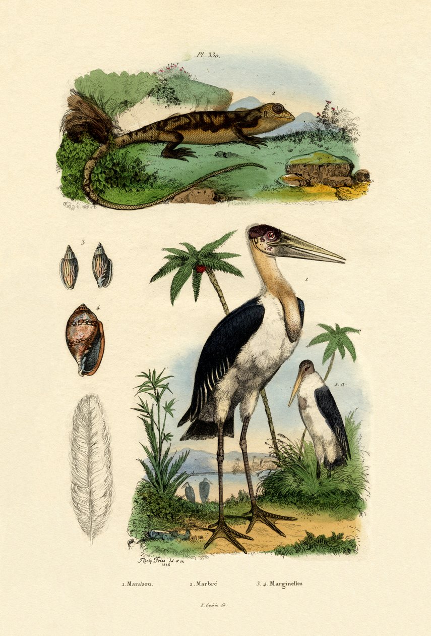माराबो स्टॉर्क, 1833-39 द्वारा फ्रेंच स्कूल