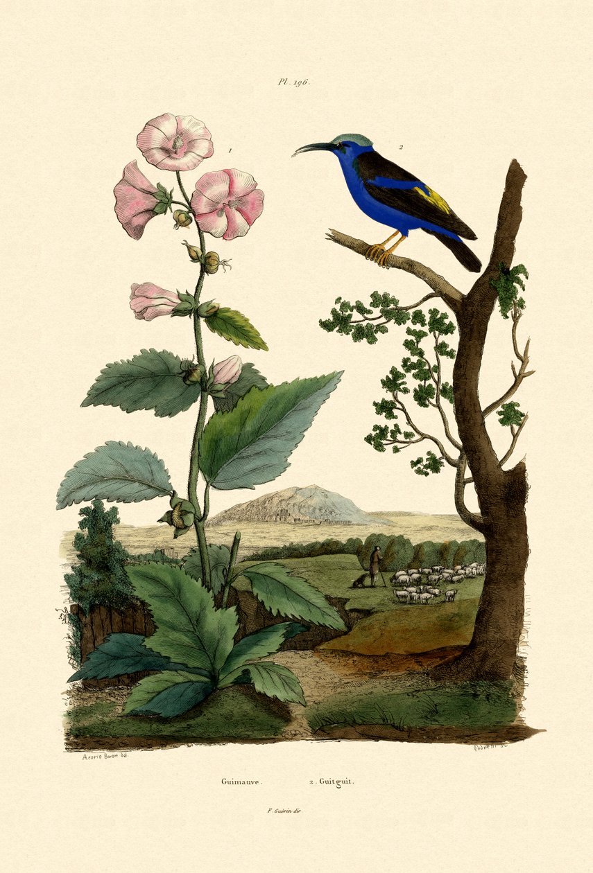 मार्श मल्लो, 1833-39 द्वारा फ्रेंच स्कूल