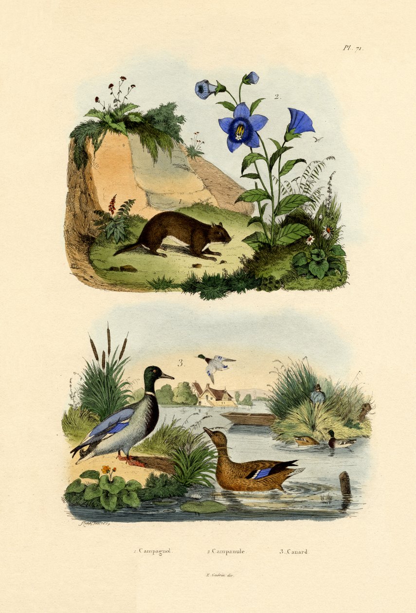 मीडो वोले, 1833-39 द्वारा फ्रेंच स्कूल