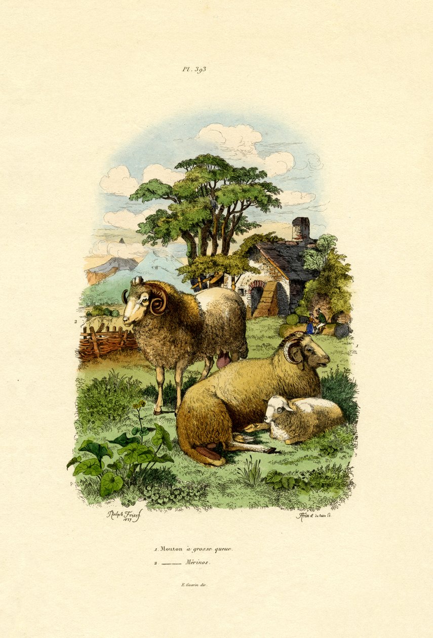 मेरिनोशेप, 1833-39 द्वारा फ्रेंच स्कूल