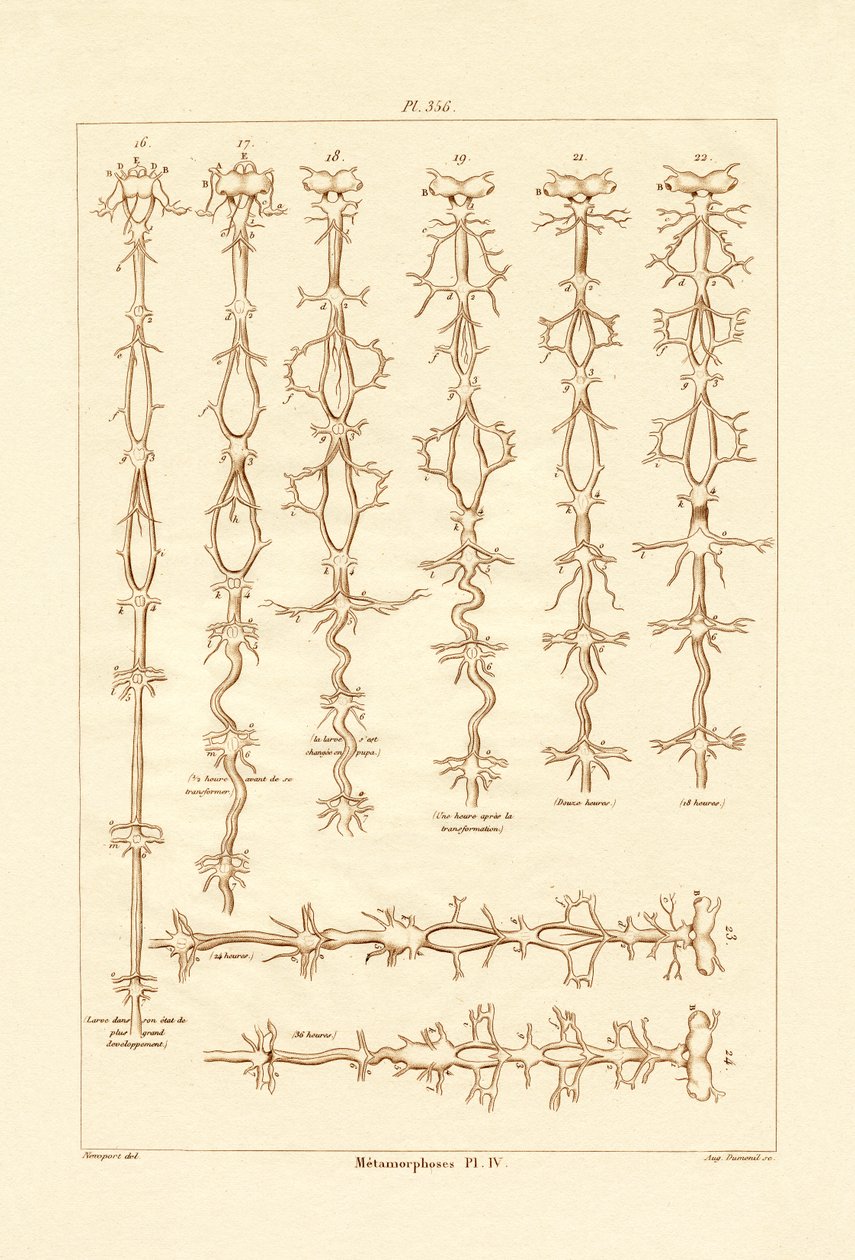 मेटामोर्फोसिस, 1833-39 द्वारा फ्रेंच स्कूल