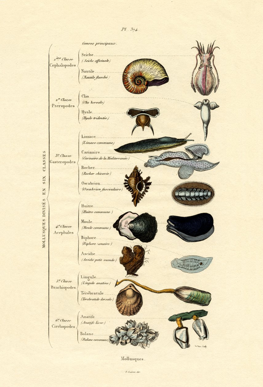 मोलस्क, 1833-39 द्वारा फ्रेंच स्कूल
