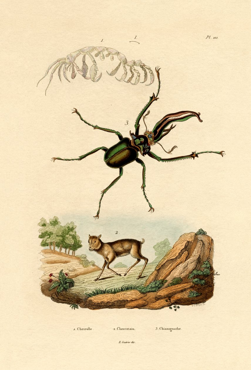 माउस हिरण, 1833-39 द्वारा फ्रेंच स्कूल