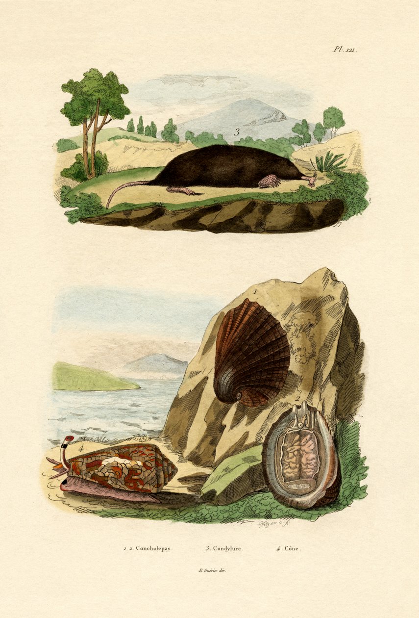 मूल मोलस्क, 1833-39 द्वारा फ्रेंच स्कूल