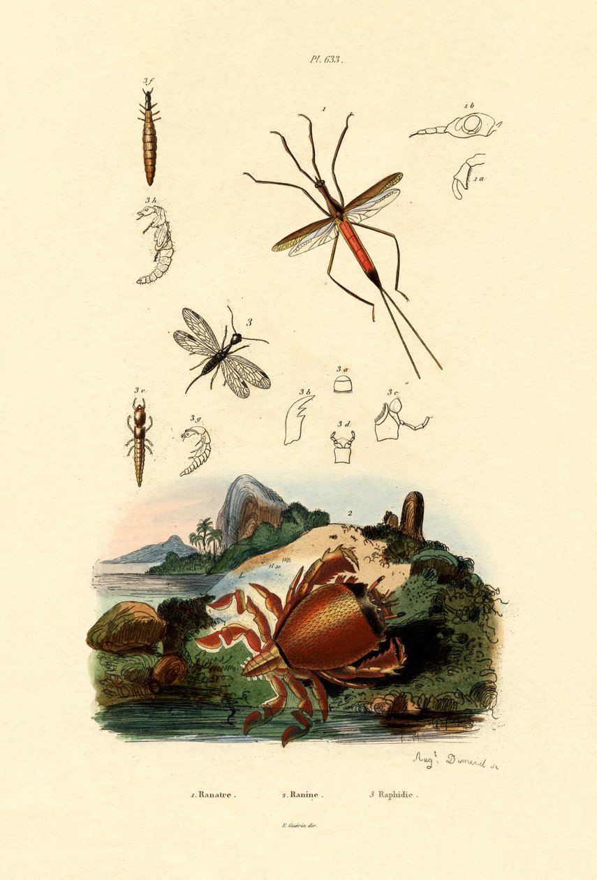 सुई बग, 1833-39 द्वारा फ्रेंच स्कूल