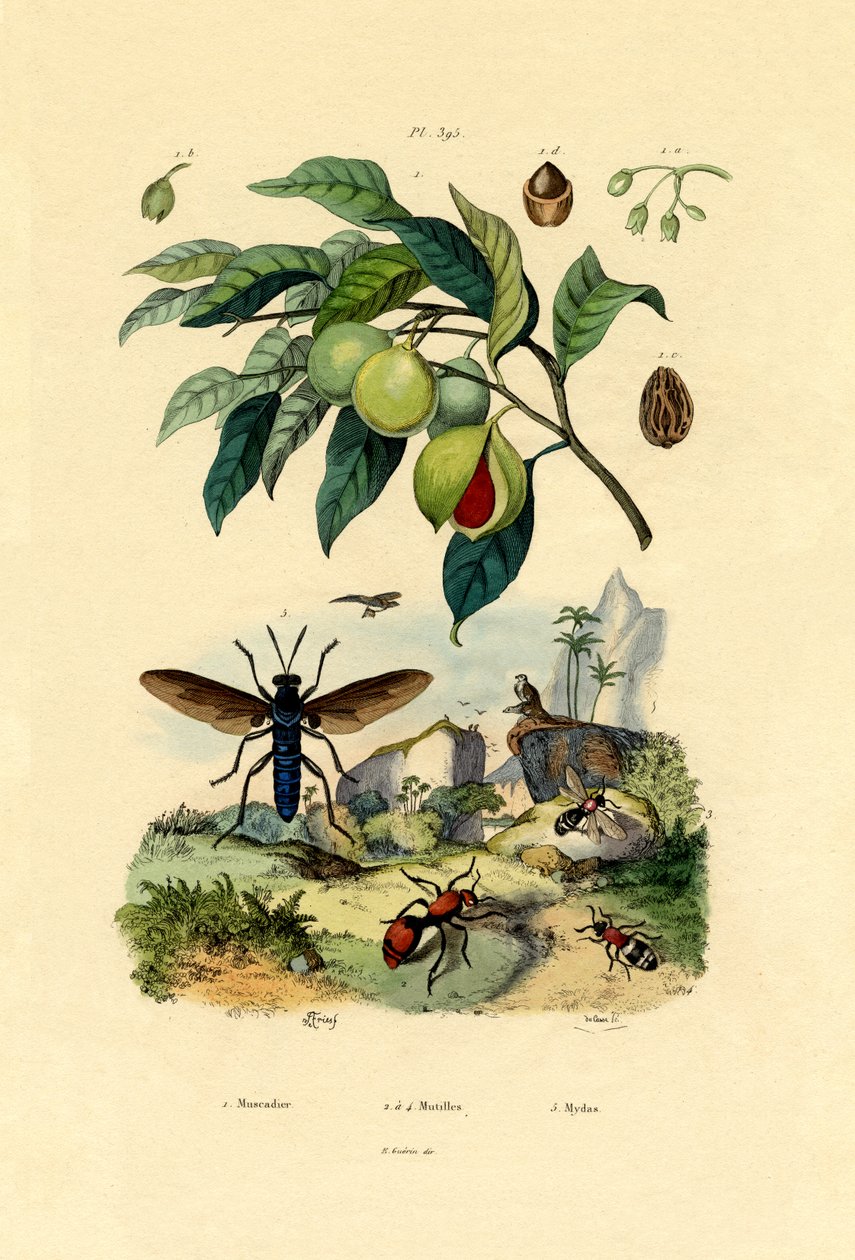 जायफल, 1833-39 द्वारा फ्रेंच स्कूल