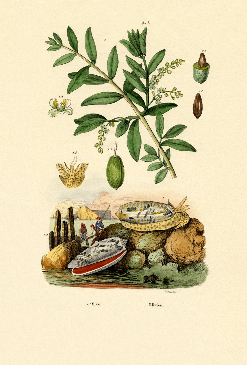 ओलिव शेल, 1833-39 द्वारा फ्रेंच स्कूल