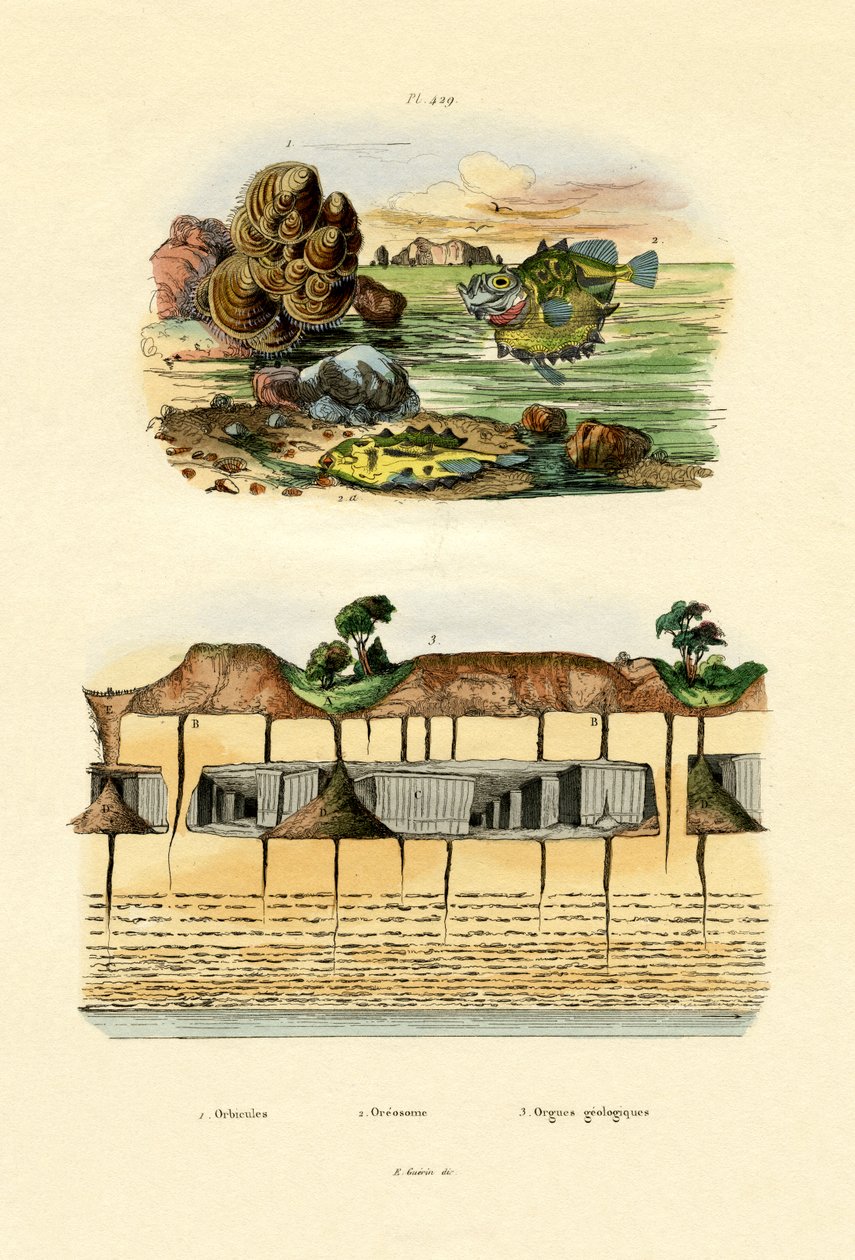 ऑर्बिकुला शैल, 1833-39 द्वारा फ्रेंच स्कूल