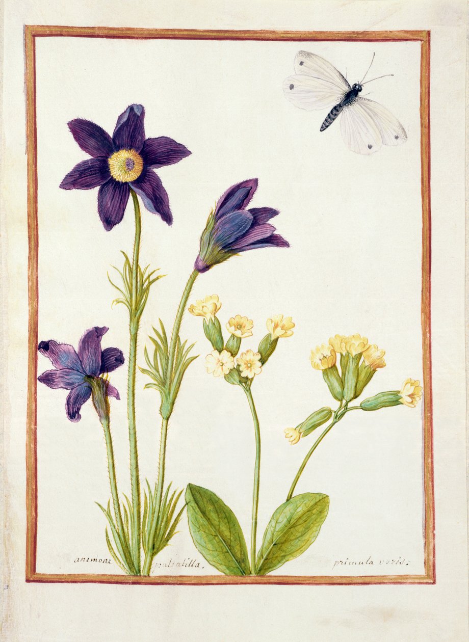 PD.126-1973f.23 एनीमोन पल्सेटिला, प्रिमुला वेरिस और एक गोभी सफेद तितली, c.1750 (वेल्लम पर wc und गौचे) द्वारा फ्रेंच स्कूल