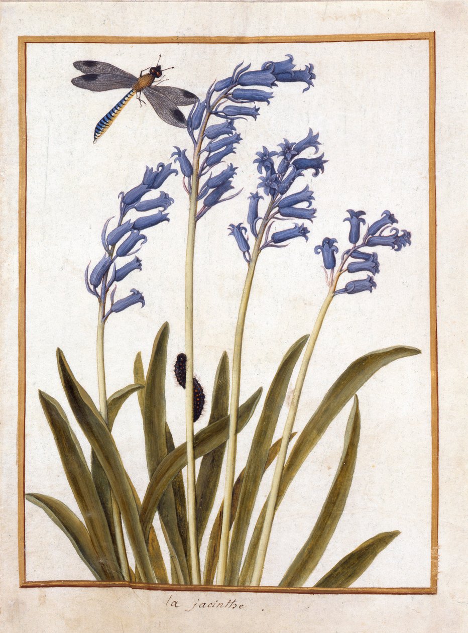PD.126-1973f.36 ब्लूबेल और एक ड्रैगनफ़्लू, c.1750 (वेल्लुम पर wc und gouache) द्वारा फ्रेंच स्कूल