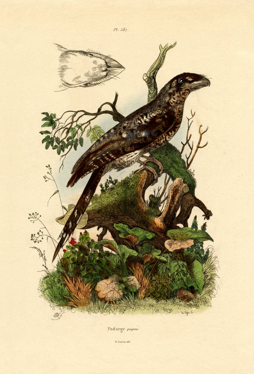 पापुआन फ्रॉगमाउथ, 1833-39 द्वारा फ्रेंच स्कूल