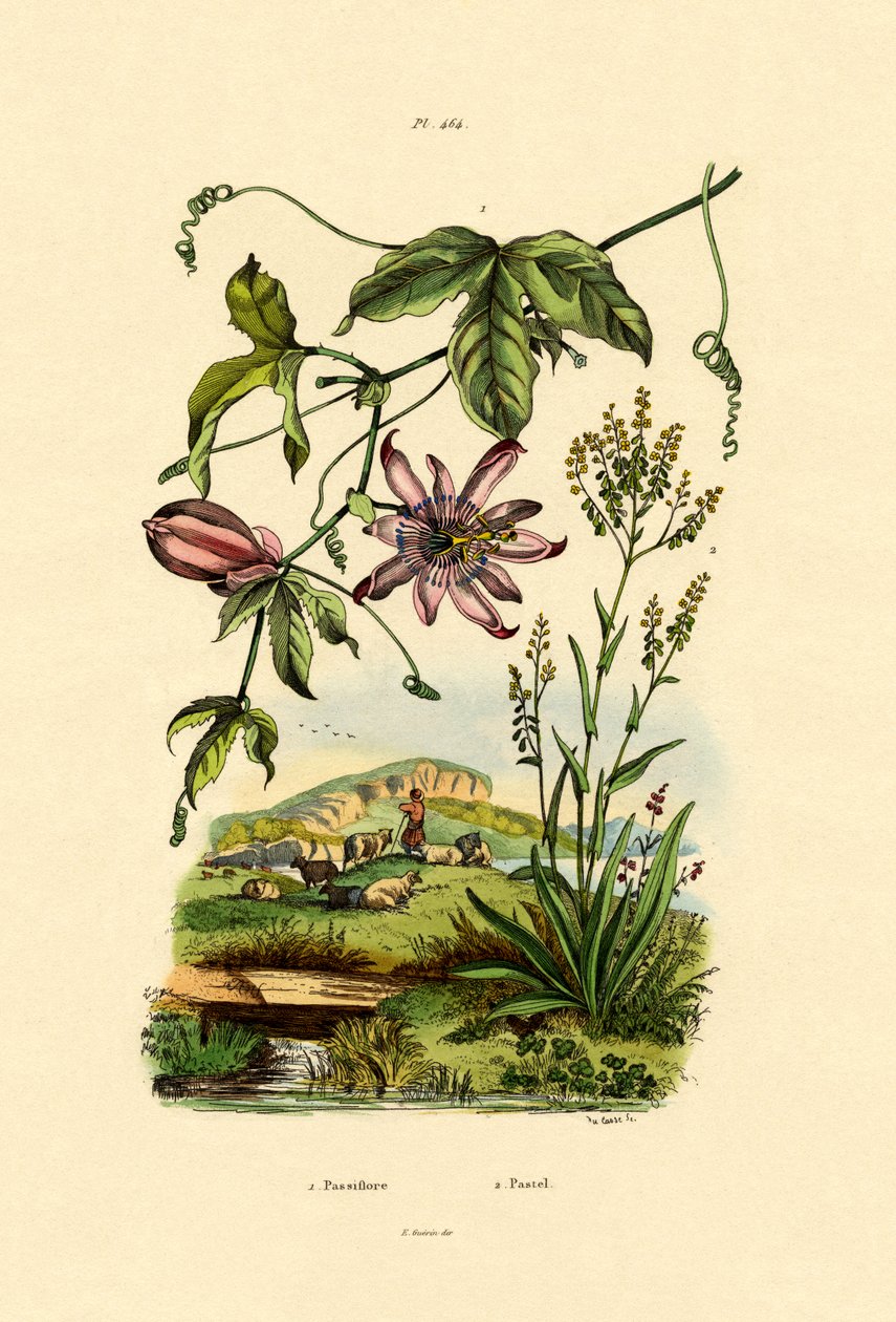जुनून फूल, 1833-39 द्वारा फ्रेंच स्कूल