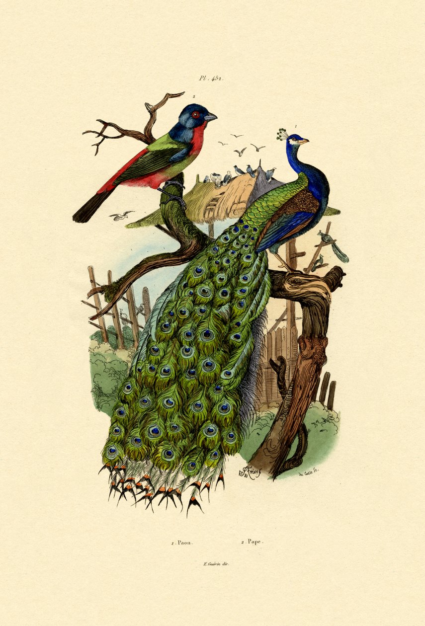मोर, 1833-39 द्वारा फ्रेंच स्कूल