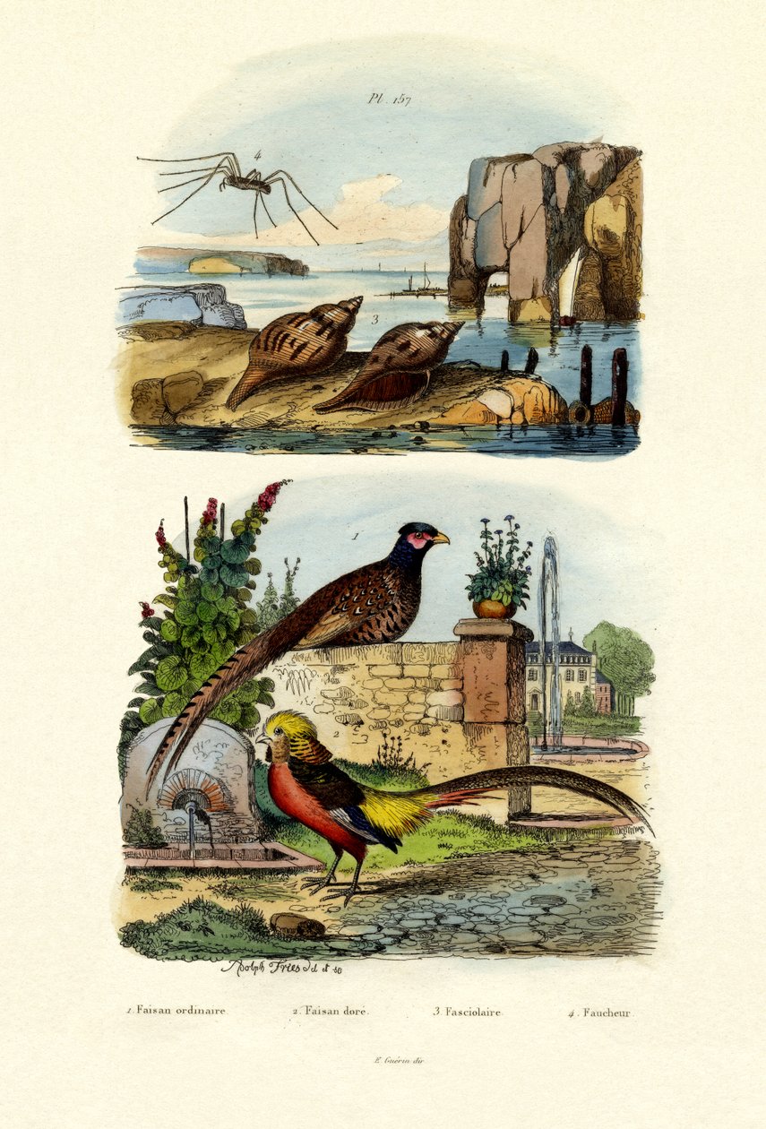 तीतर, 1833-39 द्वारा फ्रेंच स्कूल