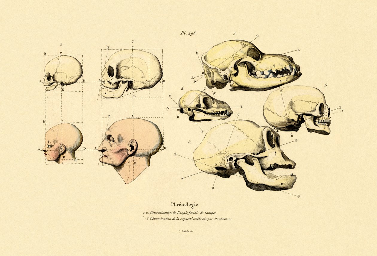 फ्रेनोलॉजी, 1833-39 द्वारा फ्रेंच स्कूल