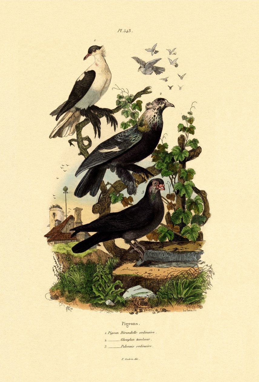 कबूतर, 1833-39 द्वारा फ्रेंच स्कूल