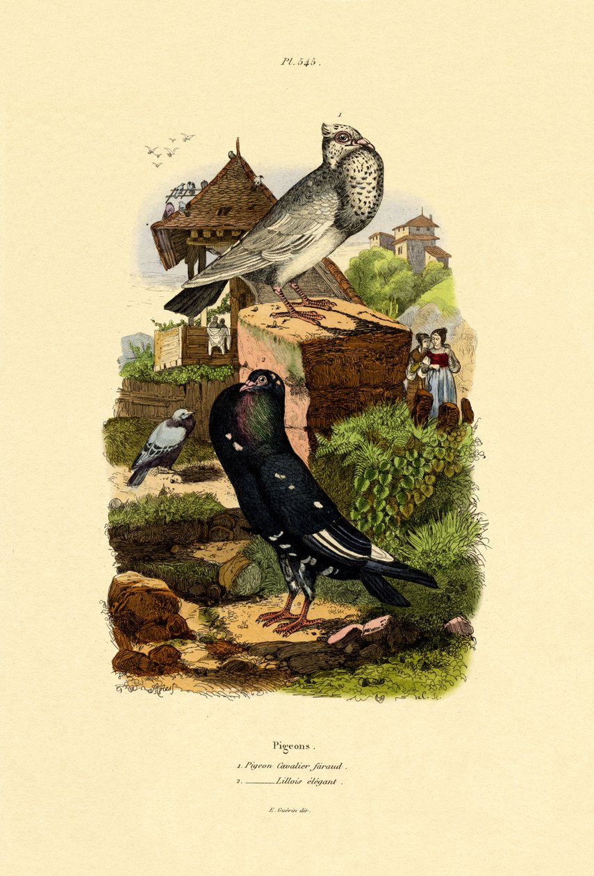कबूतर, 1833-39 द्वारा फ्रेंच स्कूल