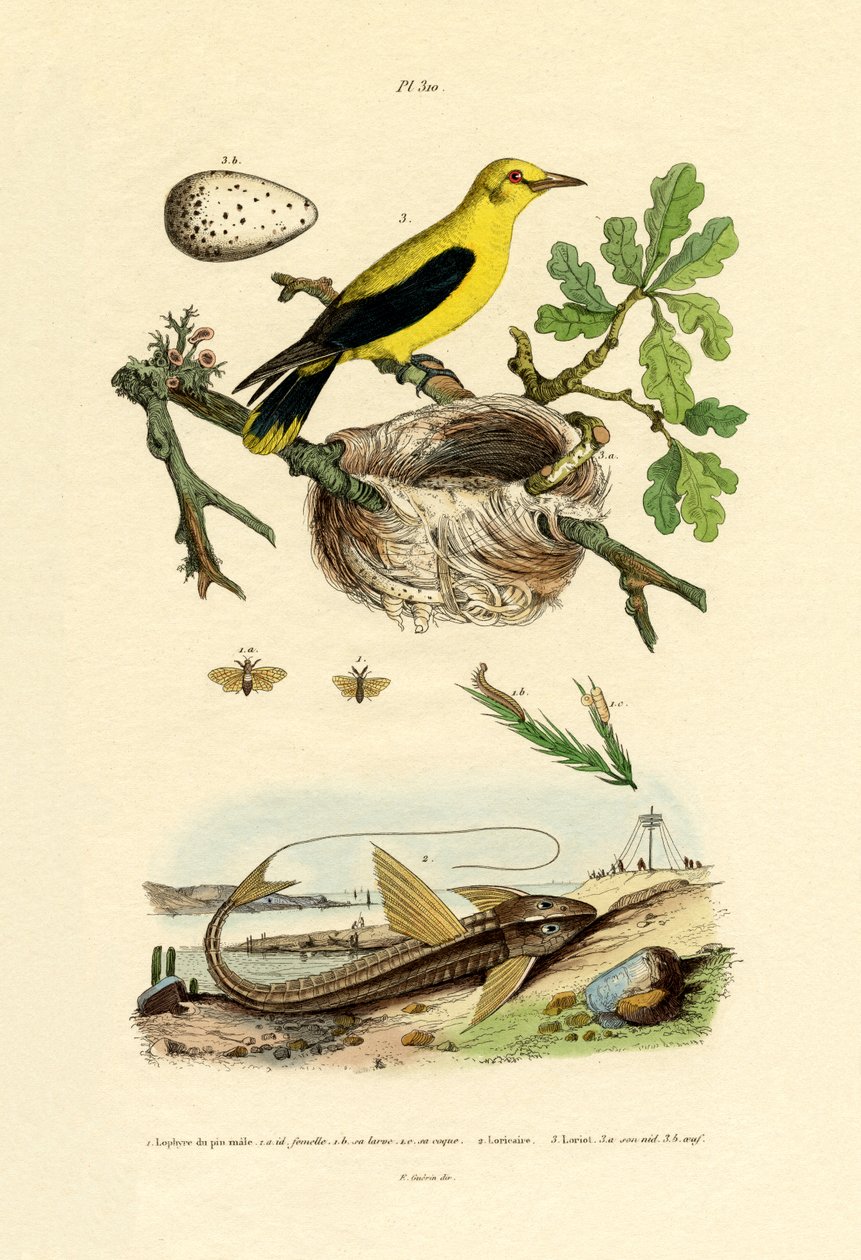 पाइन सॉवेल, 1833-39 द्वारा फ्रेंच स्कूल