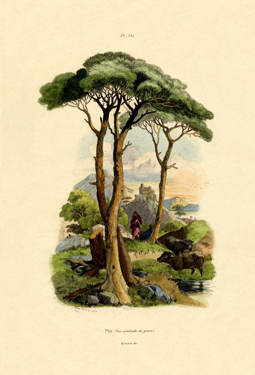 पाइन ट्री, 1833-39 द्वारा फ्रेंच स्कूल