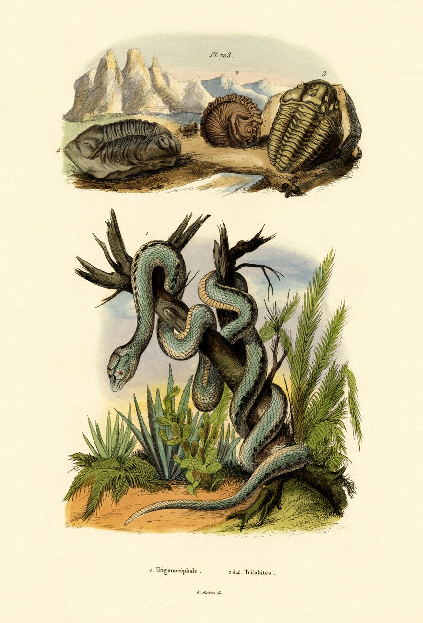 Pit Viper, 1833-39  द्वारा फ्रेंच स्कूल