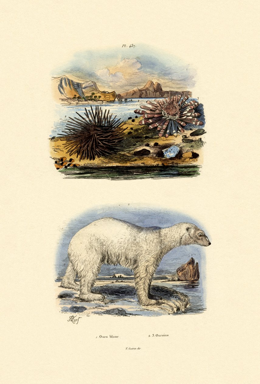ध्रुवीय भालू, 1833-39 द्वारा फ्रेंच स्कूल