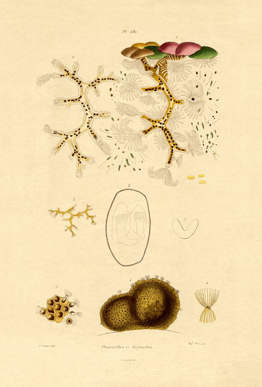 पॉलीप, 1833-39 द्वारा फ्रेंच स्कूल