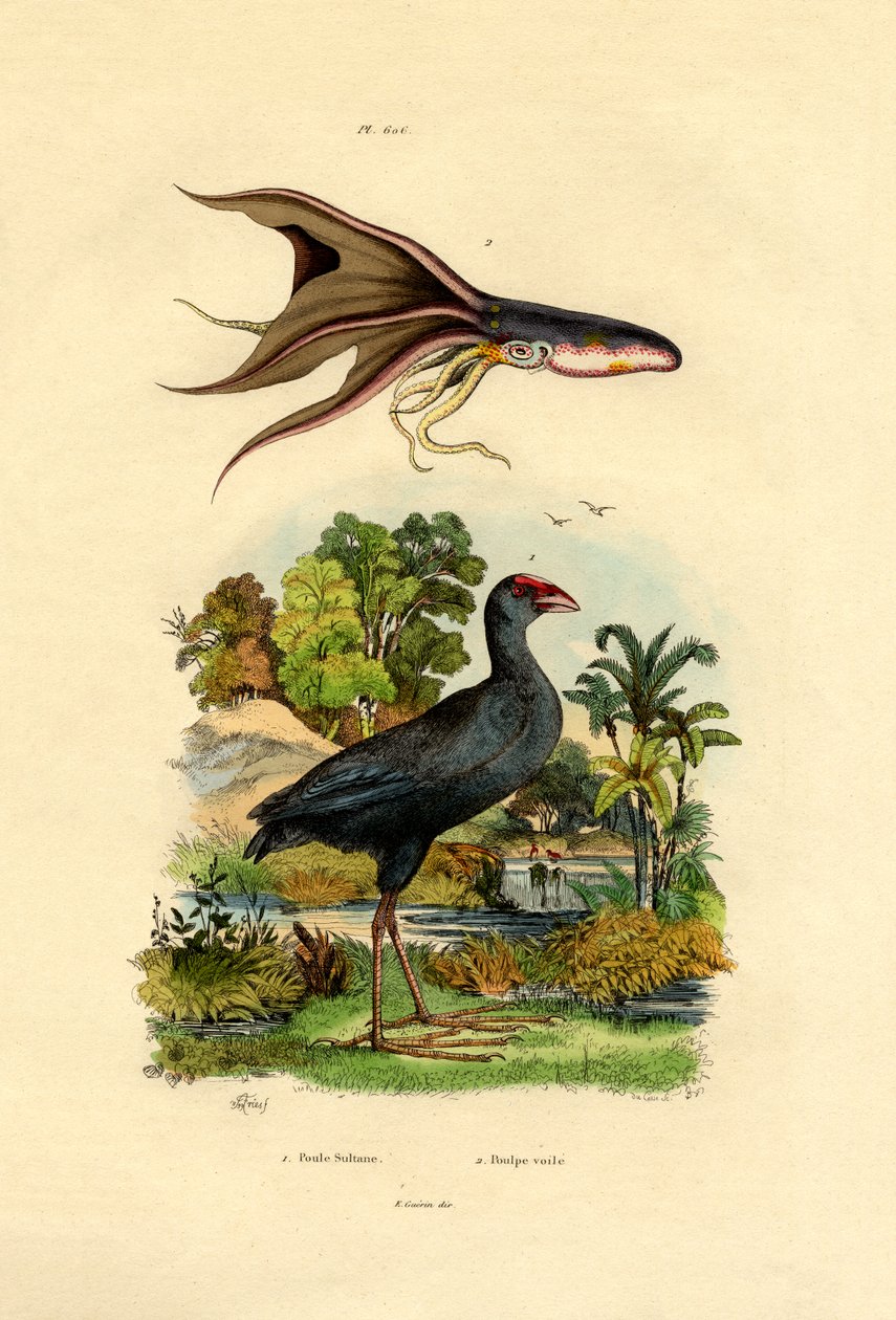 पर्पल स्वैफेन, 1833-39 द्वारा फ्रेंच स्कूल