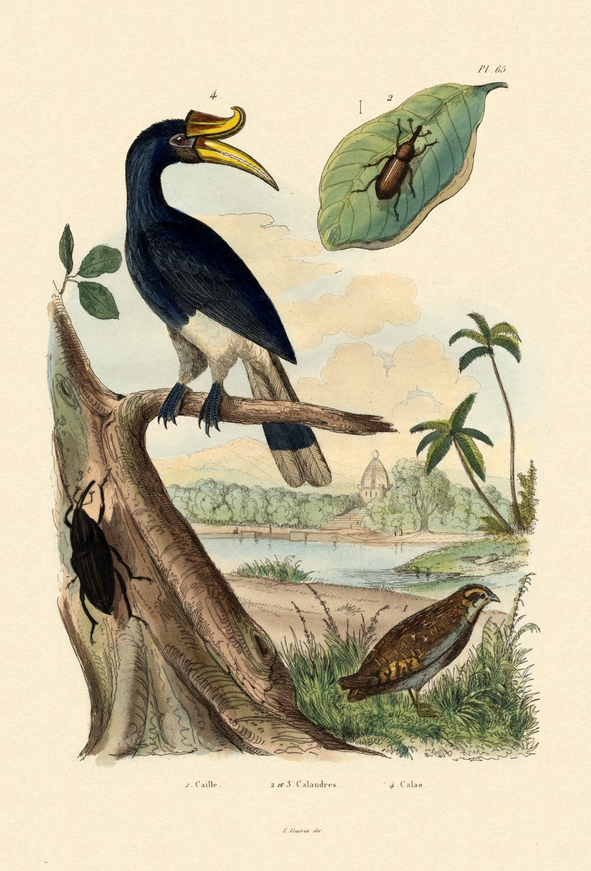 बटेर, 1833-39 द्वारा फ्रेंच स्कूल