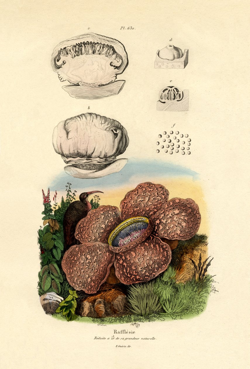 रैफलेसिया, 1833-39 द्वारा फ्रेंच स्कूल
