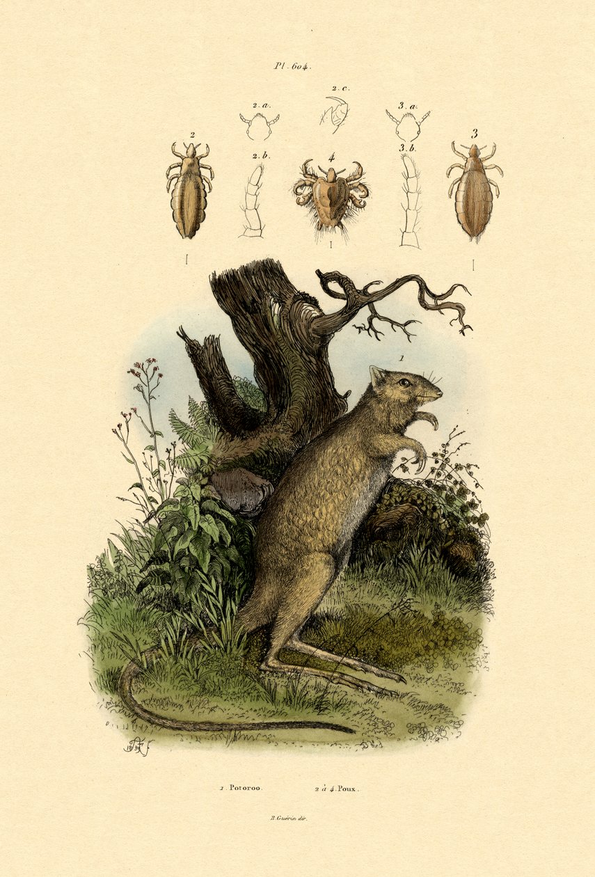 रैट-कंगारू, 1833-39 द्वारा फ्रेंच स्कूल
