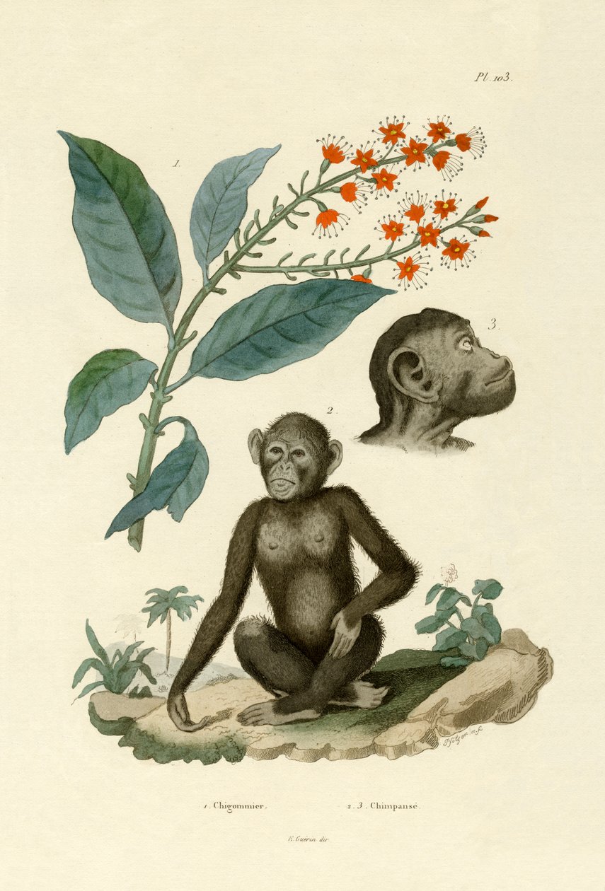 रेड बुशविलो, 1833-39 द्वारा फ्रेंच स्कूल