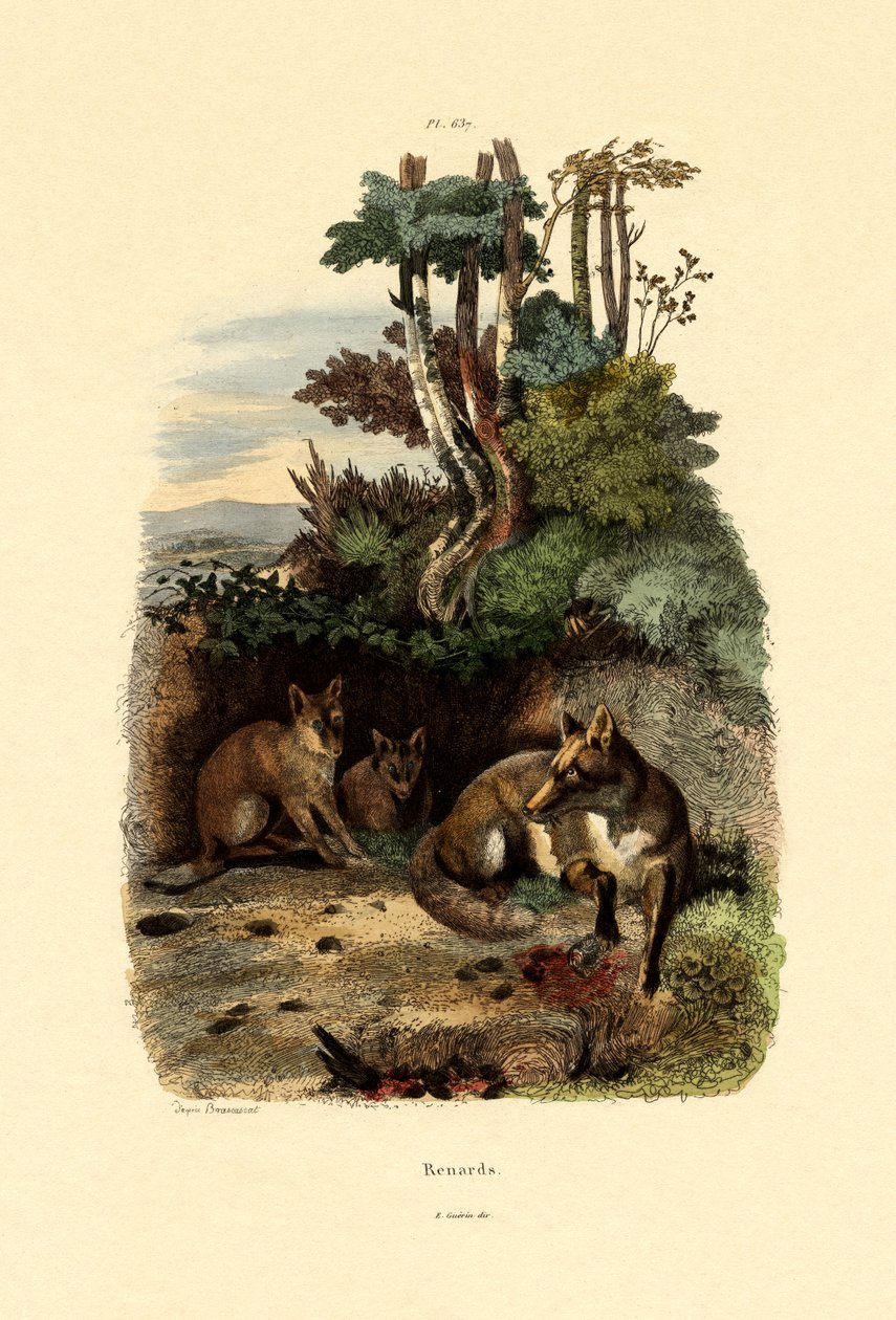 रेड फॉक्स, 1833-39 द्वारा फ्रेंच स्कूल